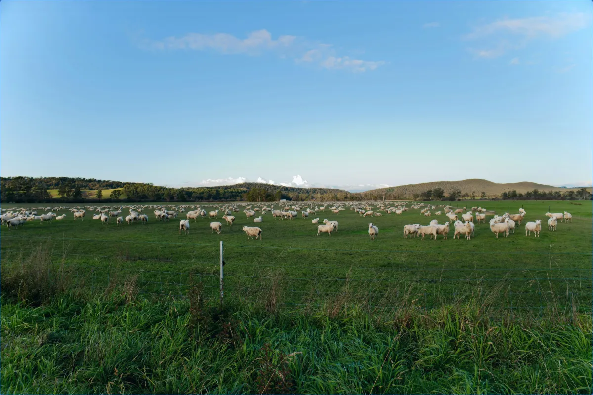 Kissane Sheep Farm