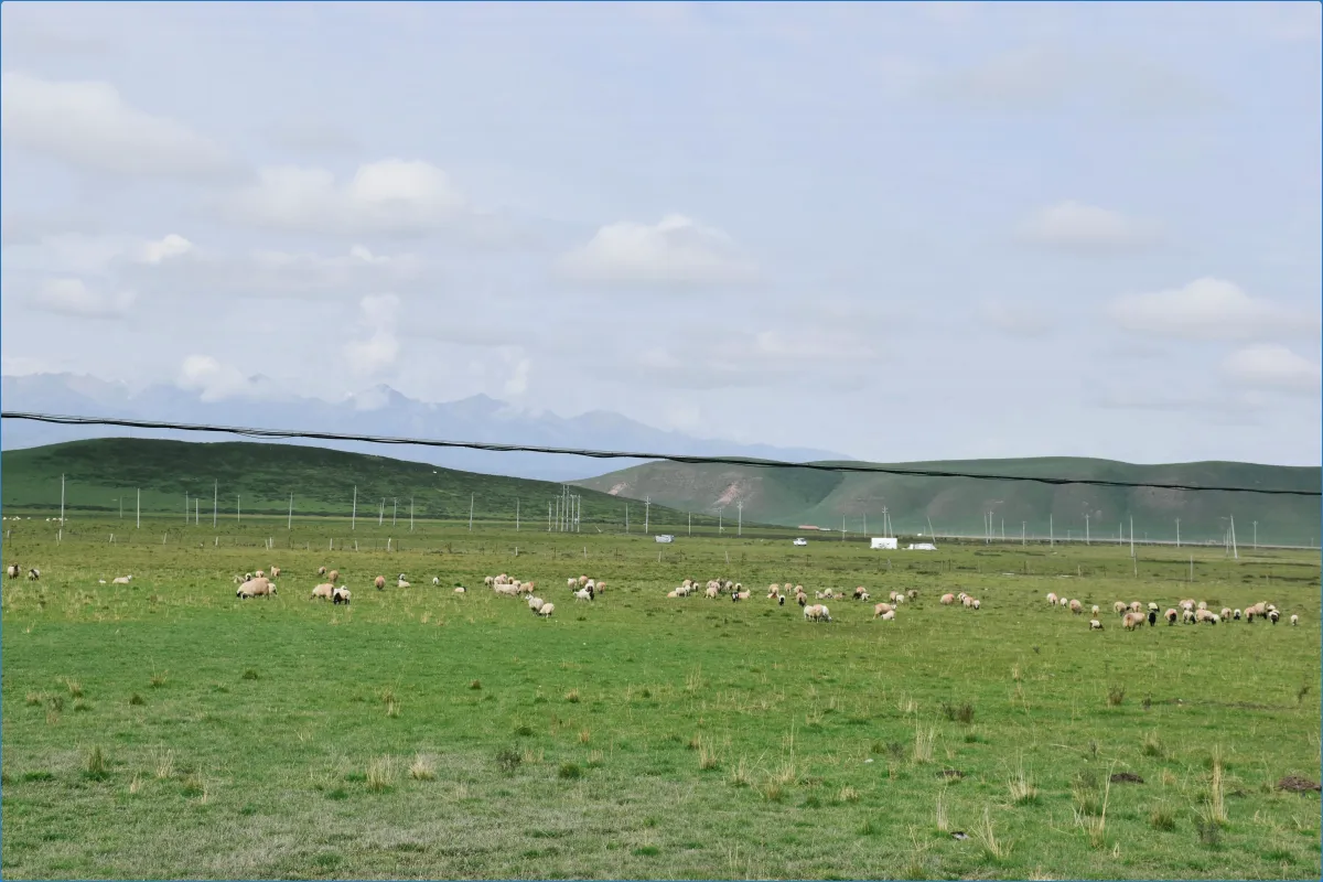 Kissane Sheep Farm