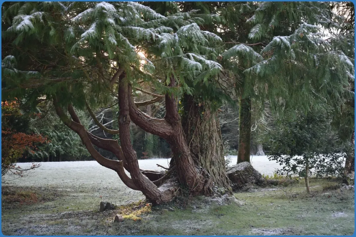 Snow-dusted tree with twisted branches in a frosty landscape.