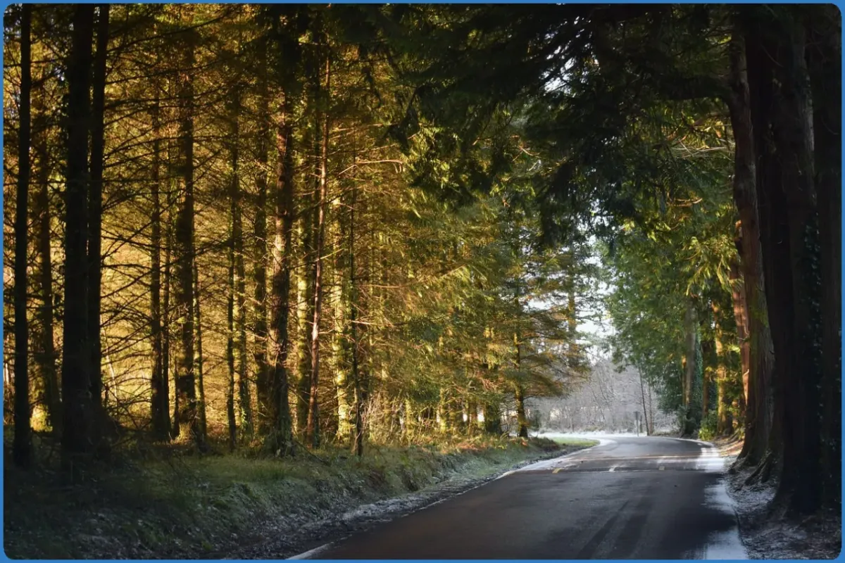 Sunlit forest road in winter