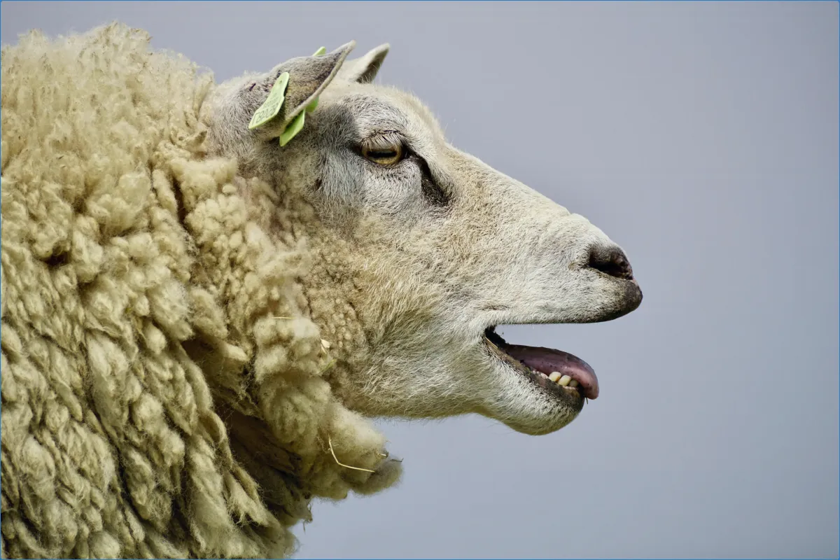 Sheep's Head Peninsula