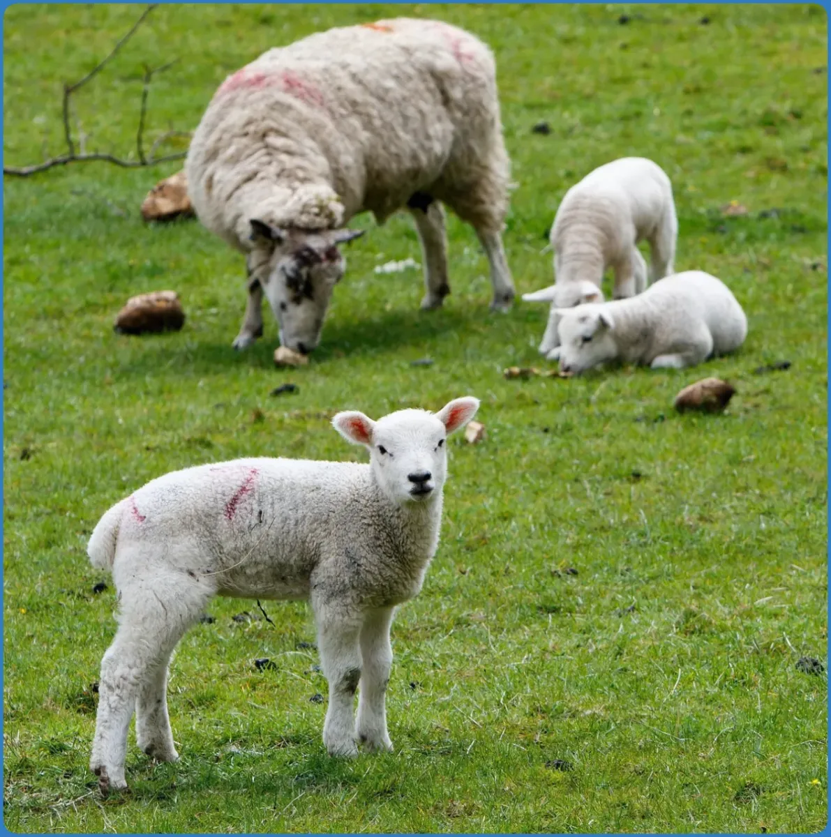 Sheep and lambs grazing in a field
