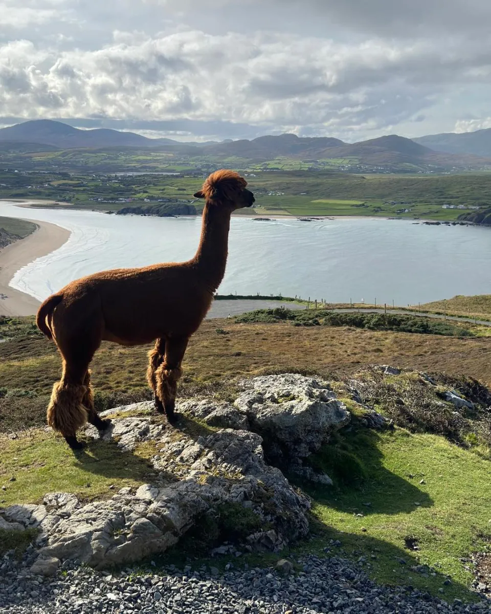 Wild Alpaca Way
