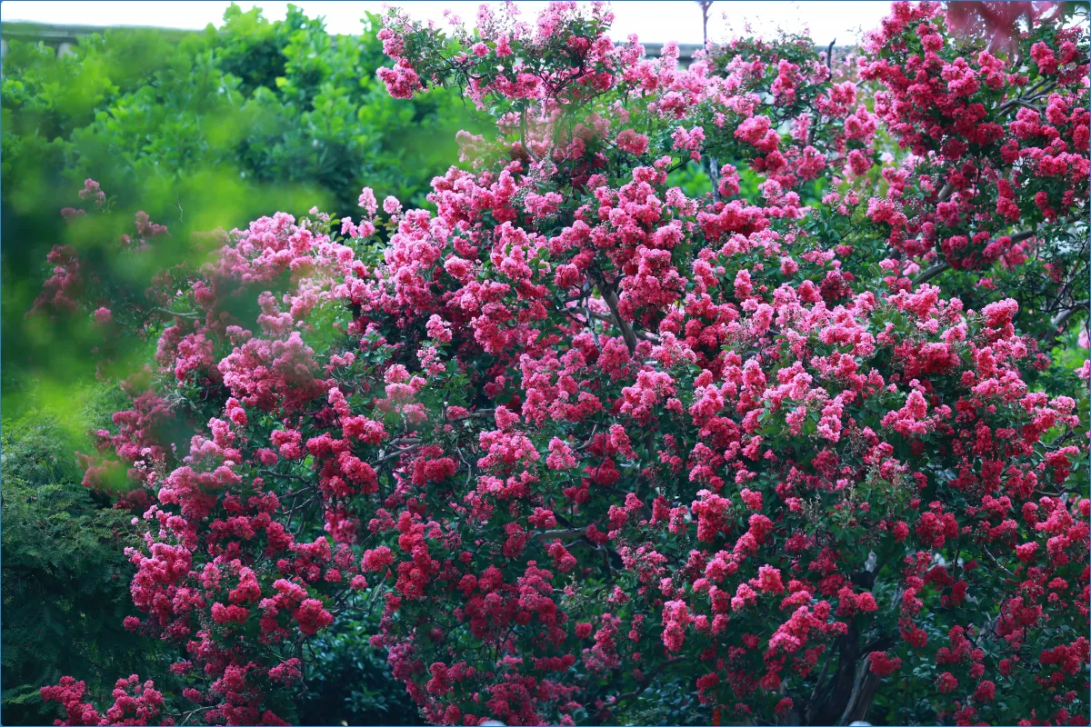 Tree with vibrant pink flowers
