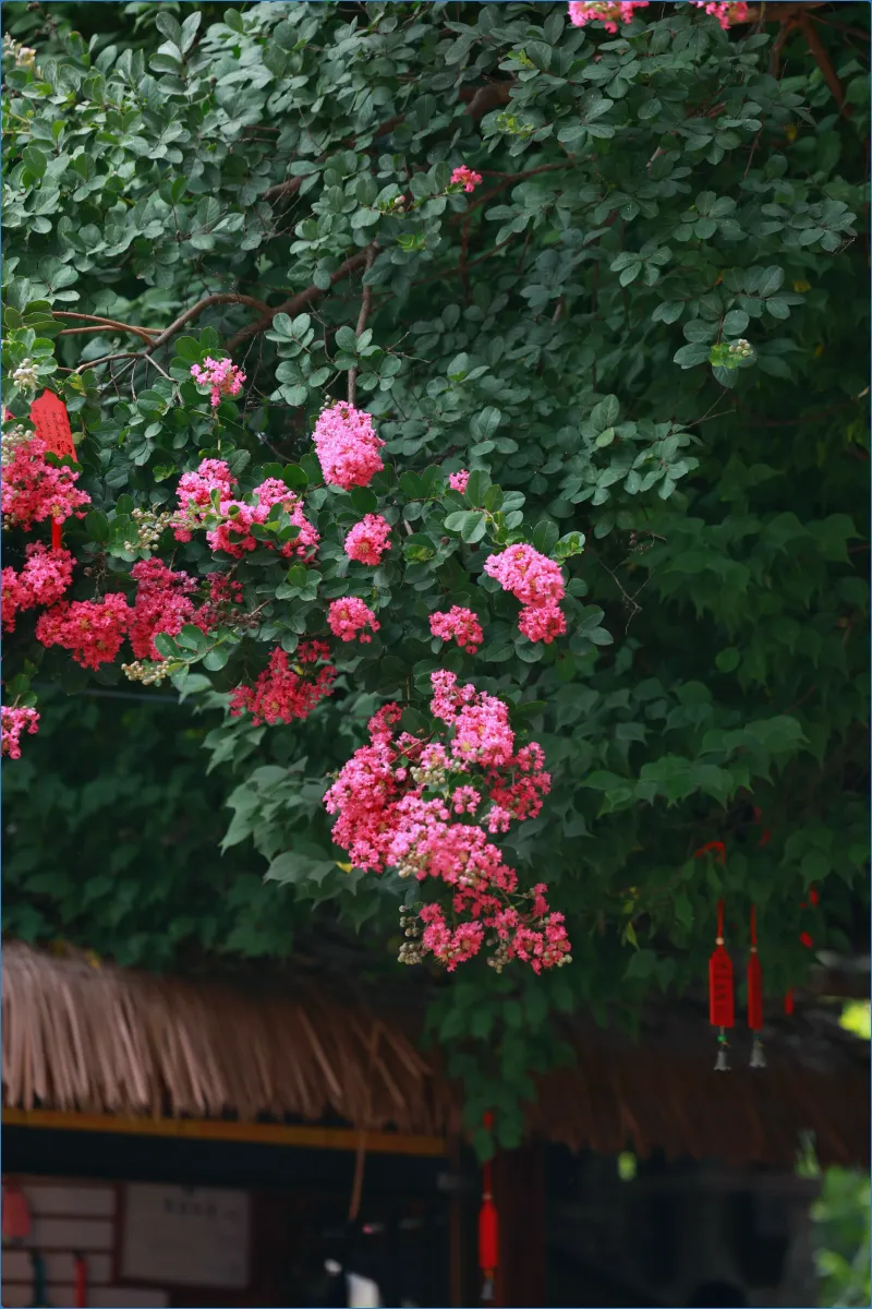Pink flowers on a leafy tree branch.