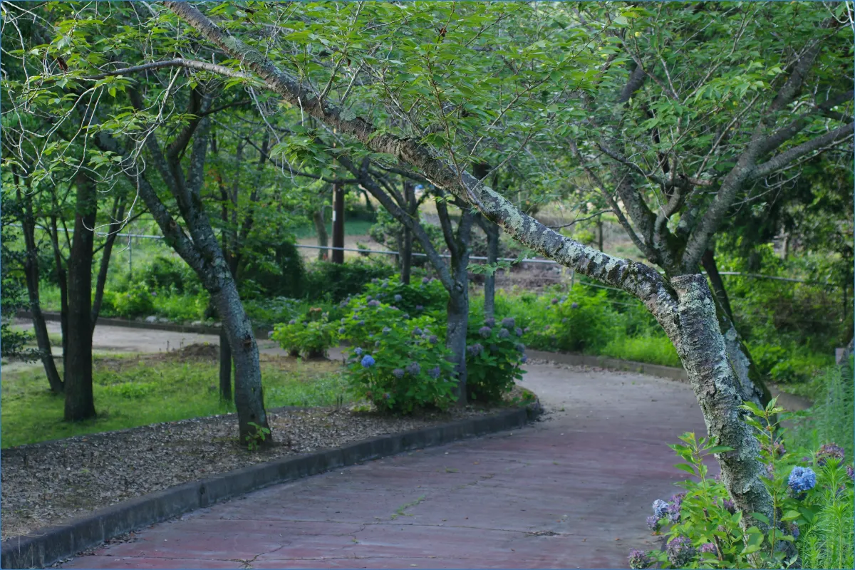 Pathway through a lush green park with trees and flowers.