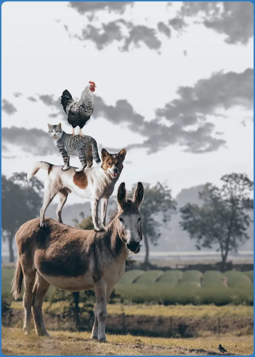 Donkey, dog, cat, and rooster stacked in a field.