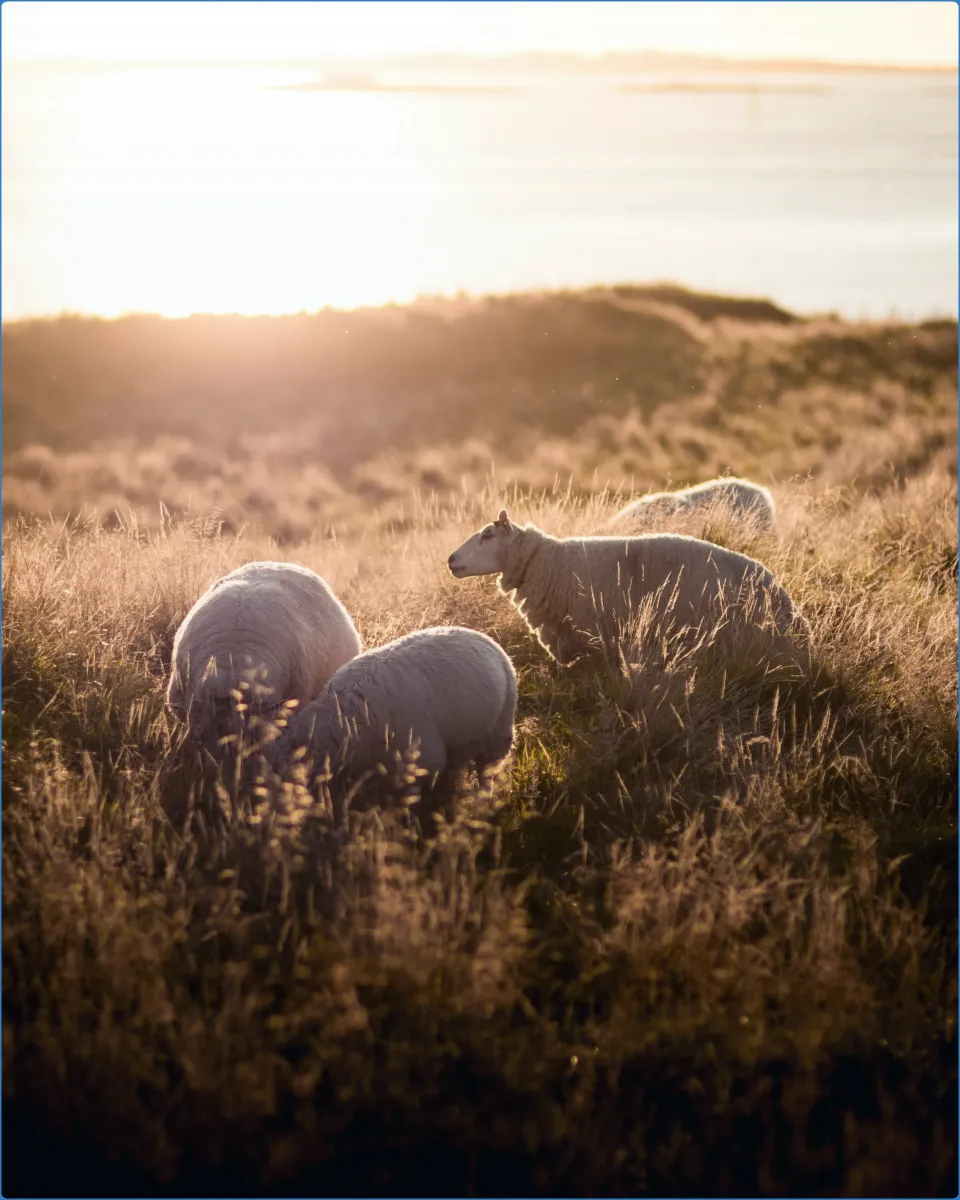 Sheep grazing in a sunlit field