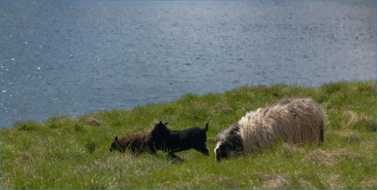 Sheep and lambs grazing by a lake