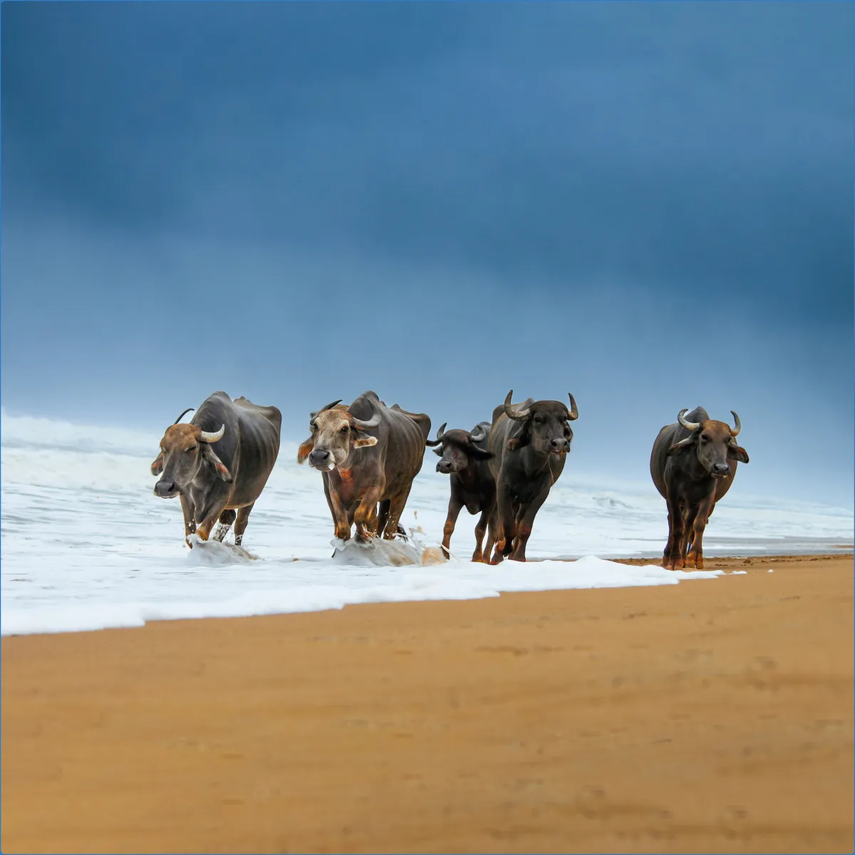 Buffaloes walking on a beach near the ocean.