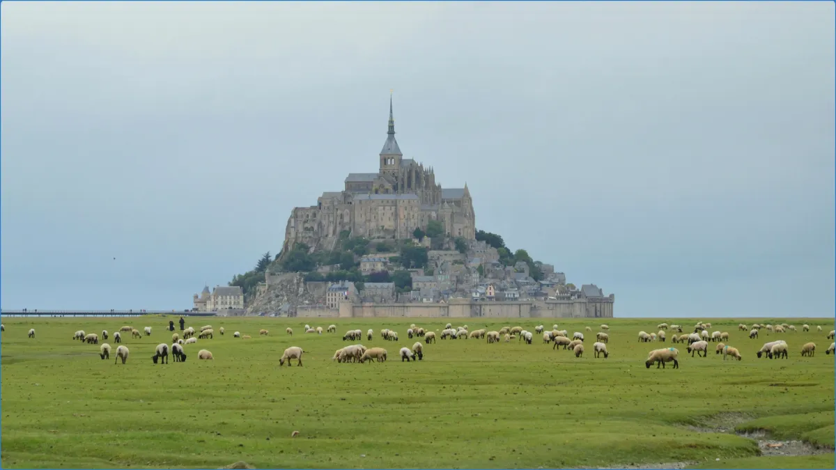 Sheep grazing in front of Mont Saint-Michel