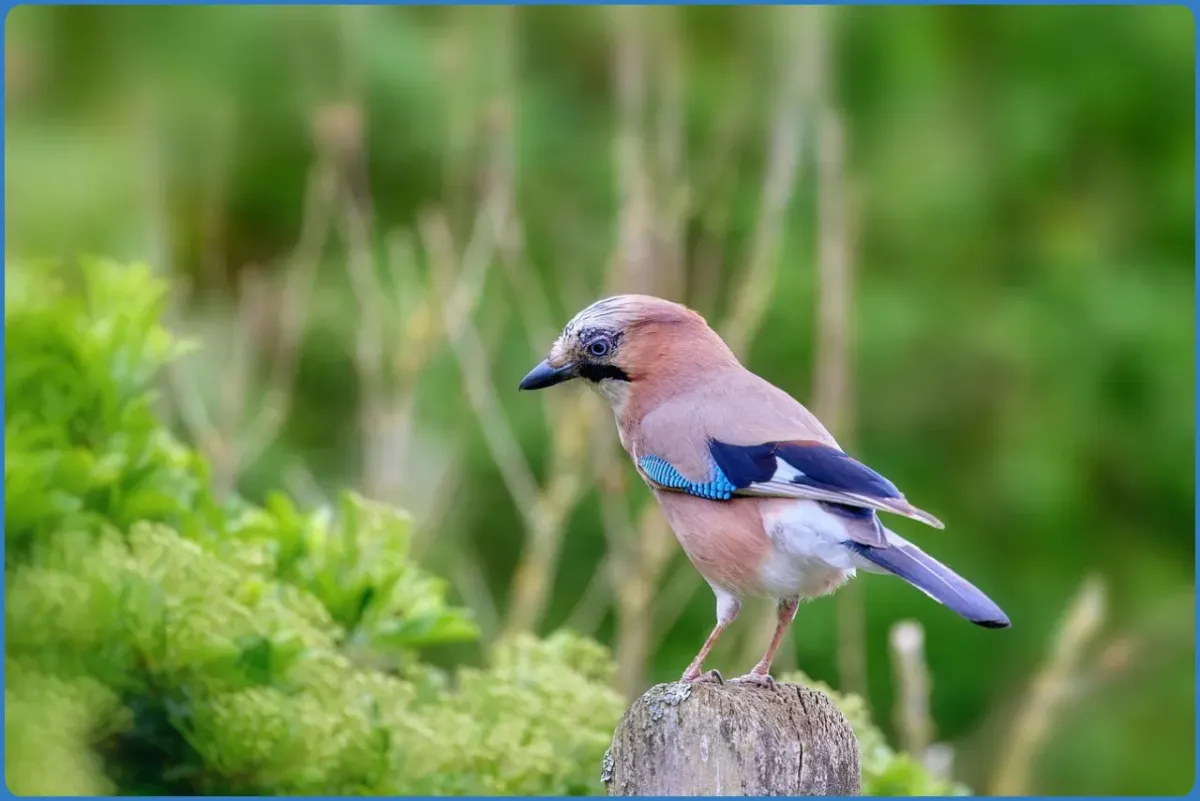 Eurasian jay perched on a wooden post