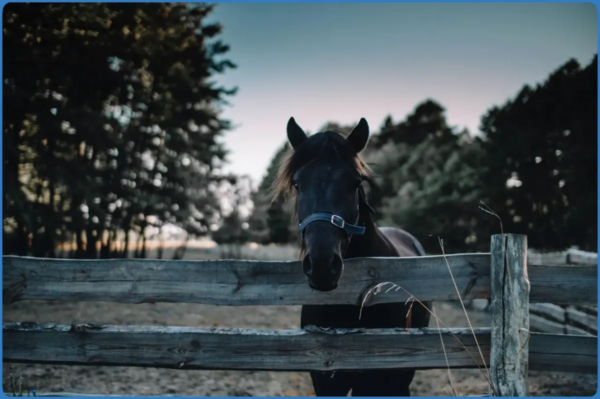Horse behind a wooden fence