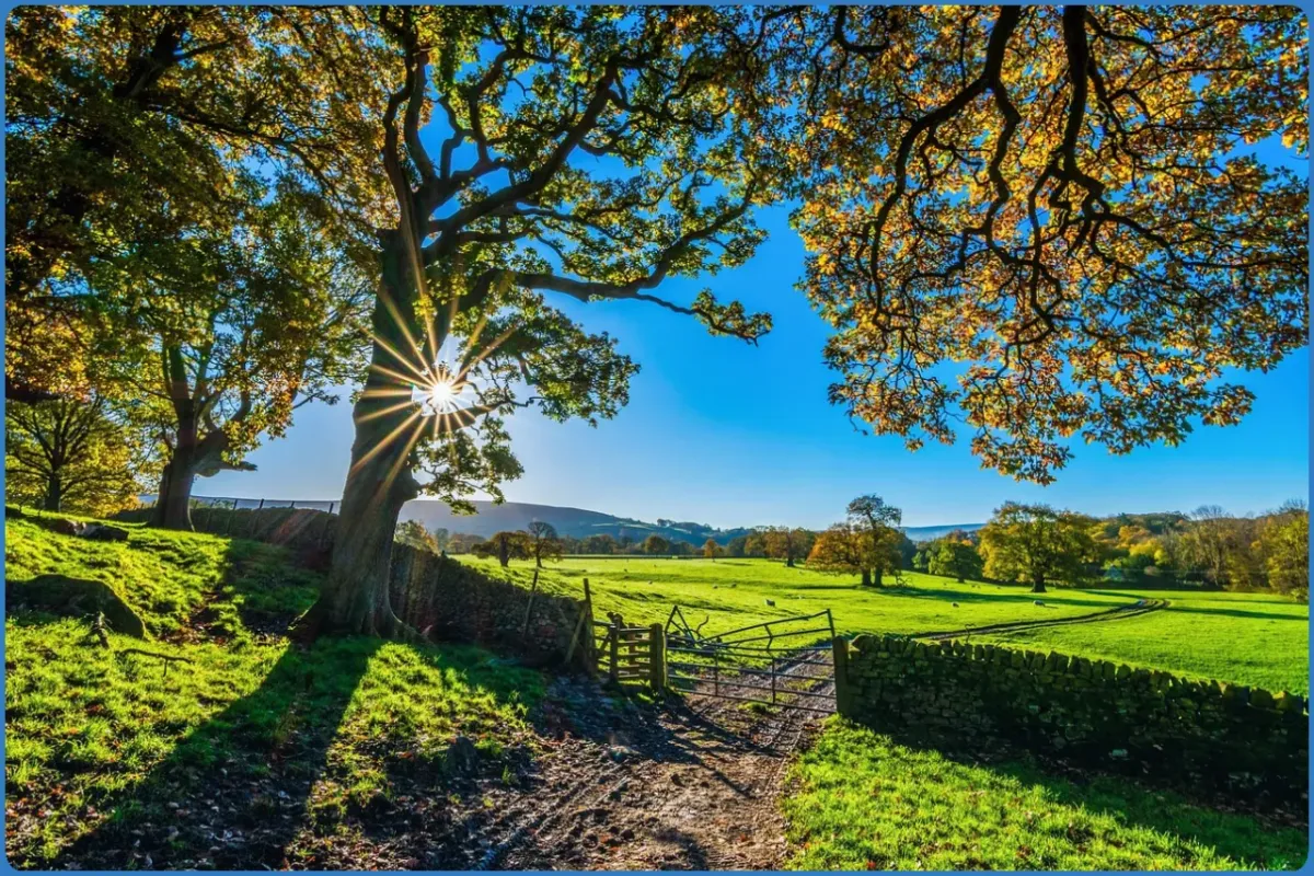 Sunlight through trees in a green countryside field.