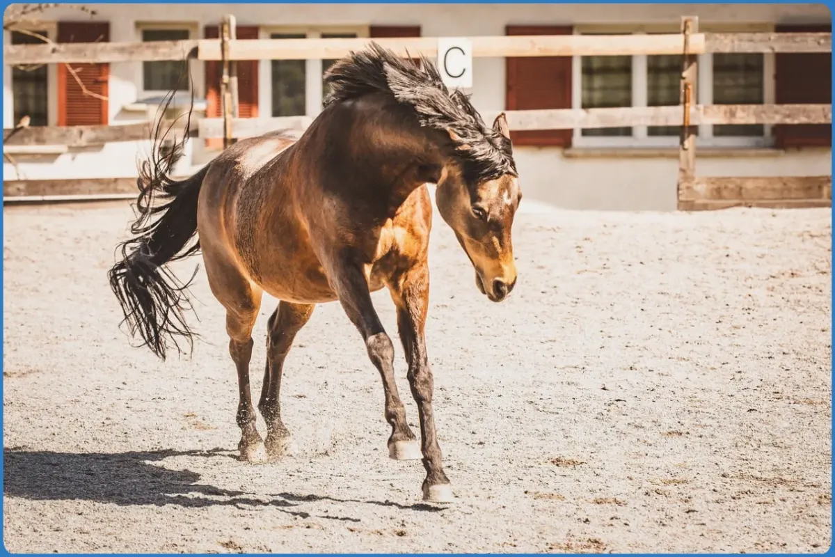 The Paddocks Riding Centre