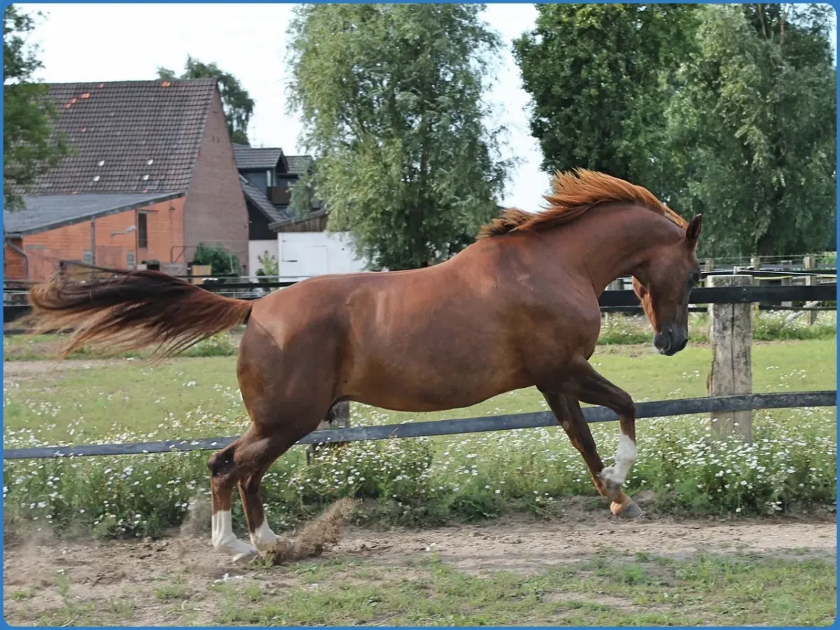 The Paddocks Riding Centre