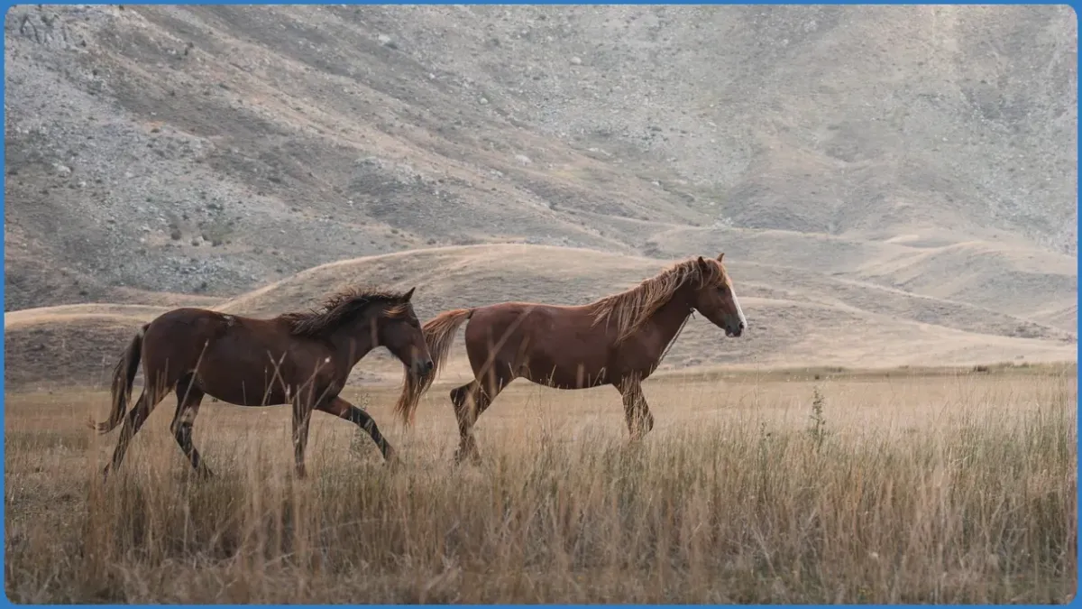 Two horses walking in a grassy field
