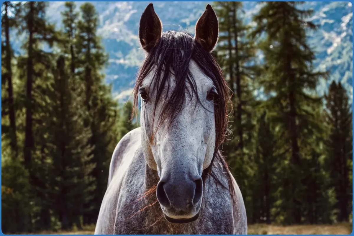 Close-up of a gray horse with trees in the background