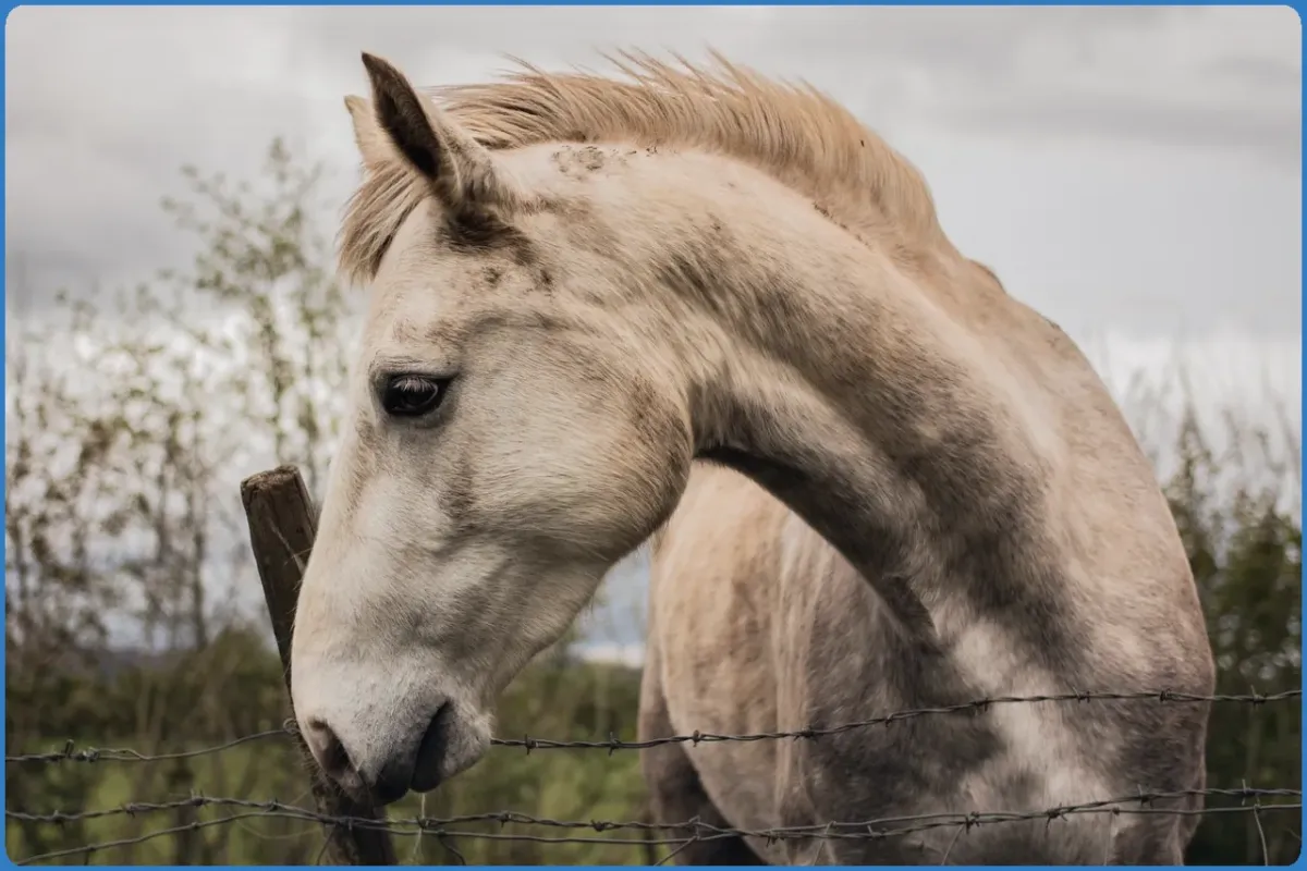 Close-up of a horse by a barbed wire fence