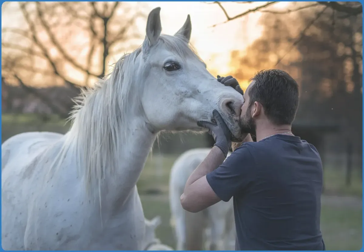 Man kissing a white horse at sunset