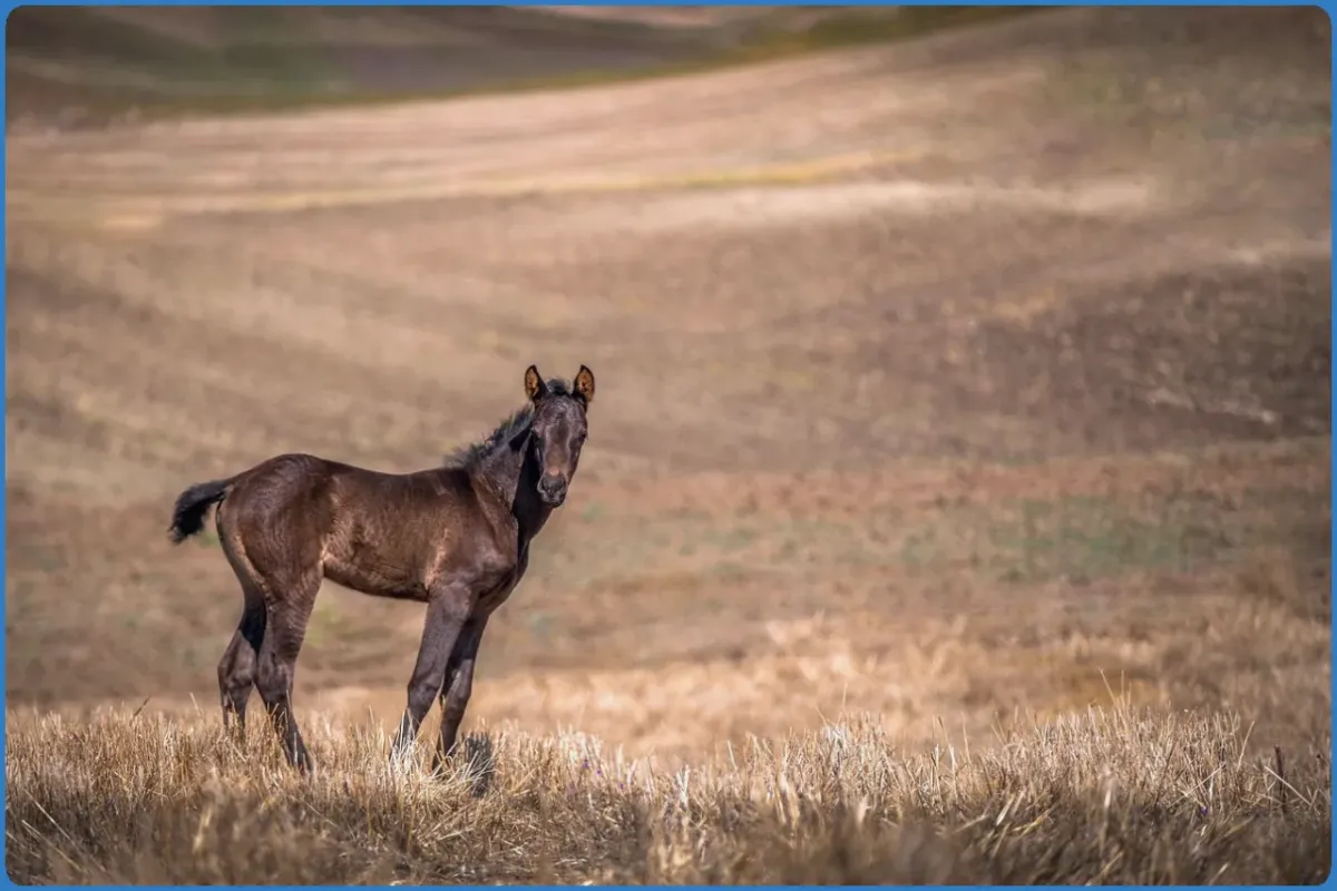 Young brown horse standing in a field