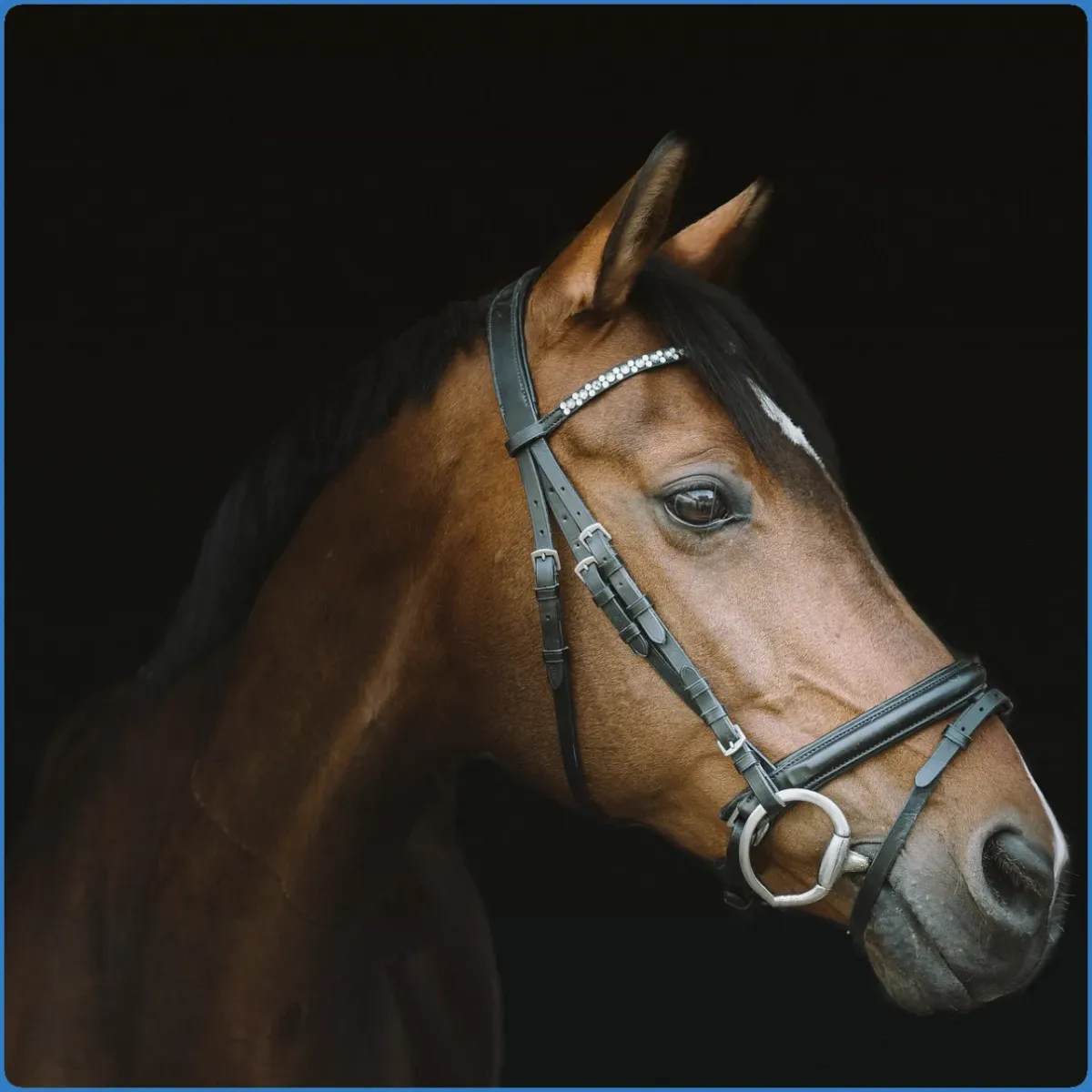 Close-up of a brown horse with a bridle.