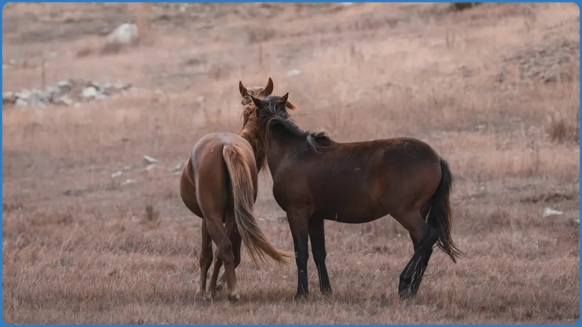 Two horses standing together in a field.