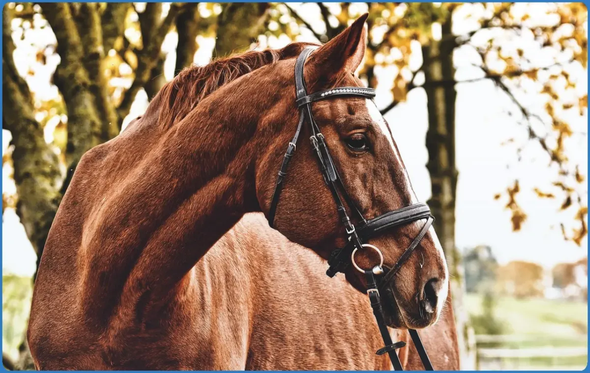 Close-up of a brown horse with a bridle.