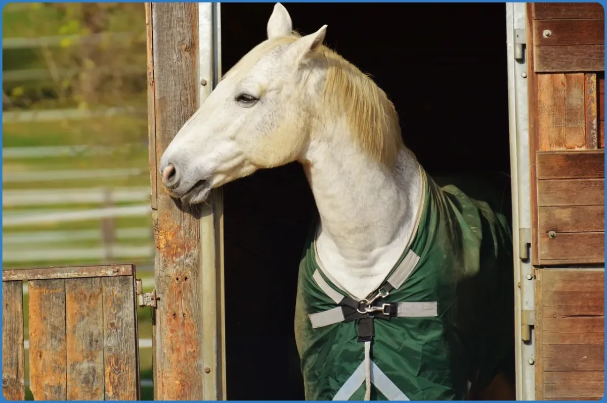 Horse with a green blanket in a stable doorway