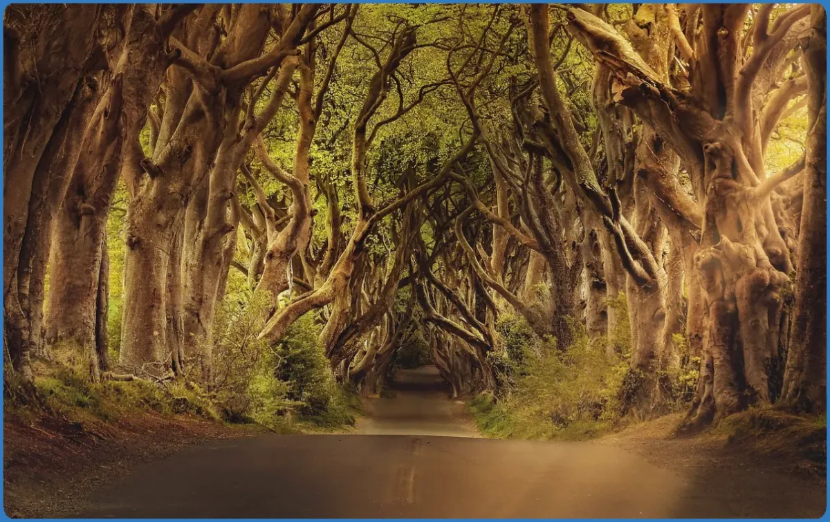 A road lined with twisted, ancient trees.