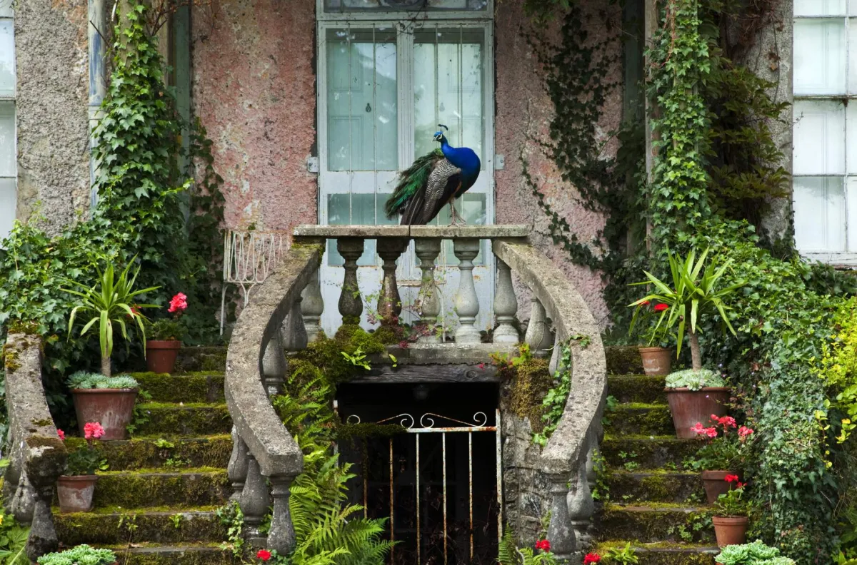 Peacock on stone railing of ivy-covered house entrance.