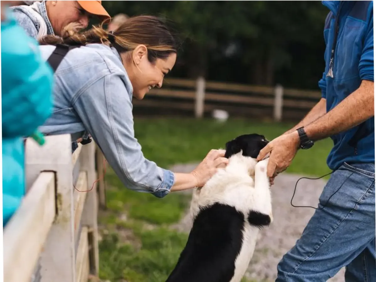 People petting a dog over a fence.