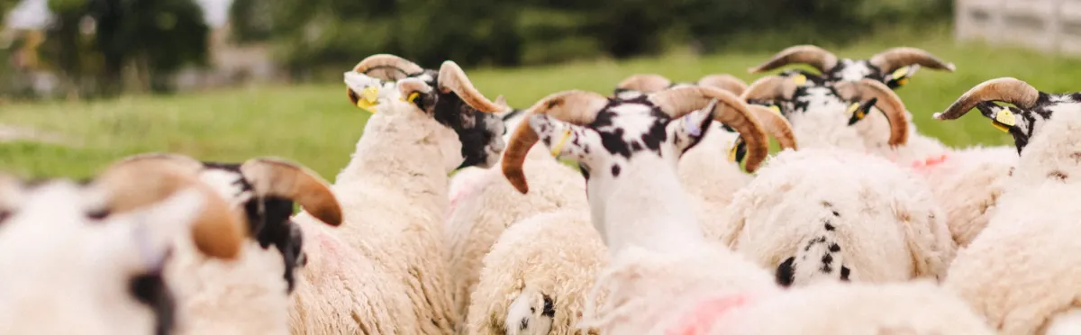 Flock of sheep with horns in a field