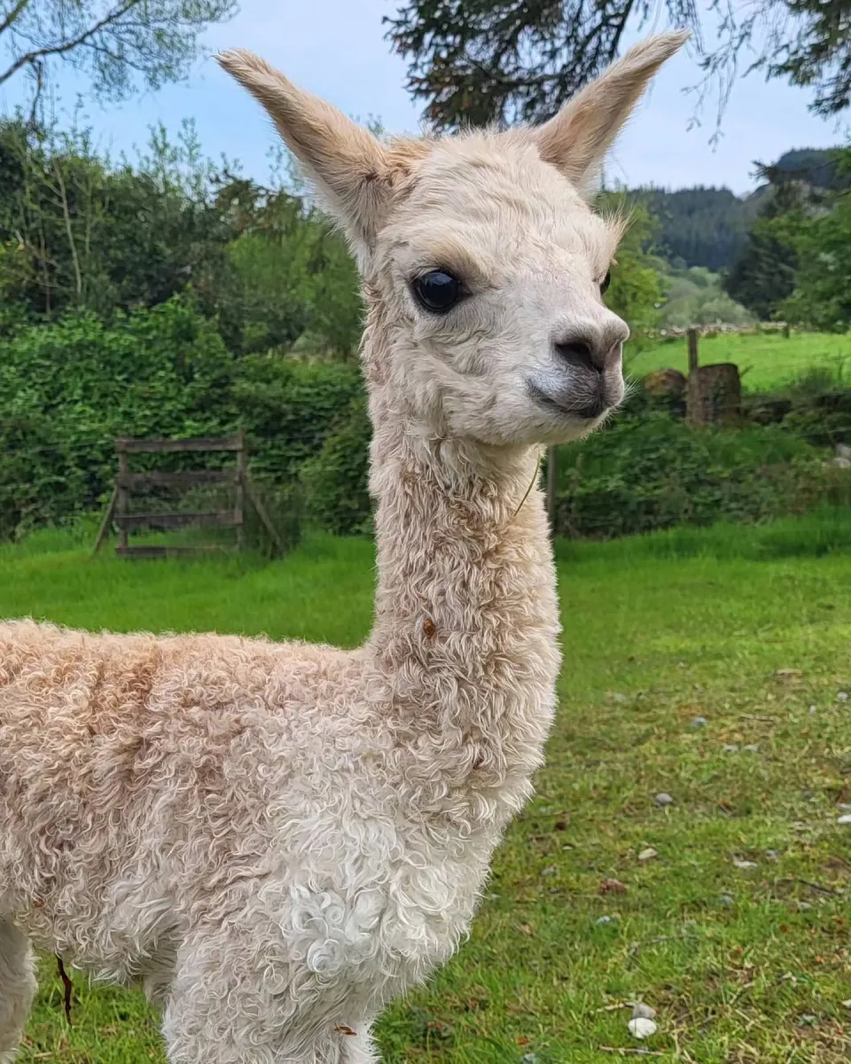 Young alpaca in a green field