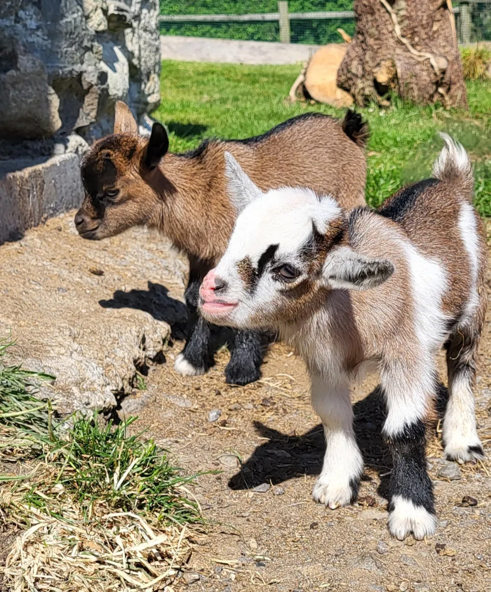 Two baby goats standing outdoors.