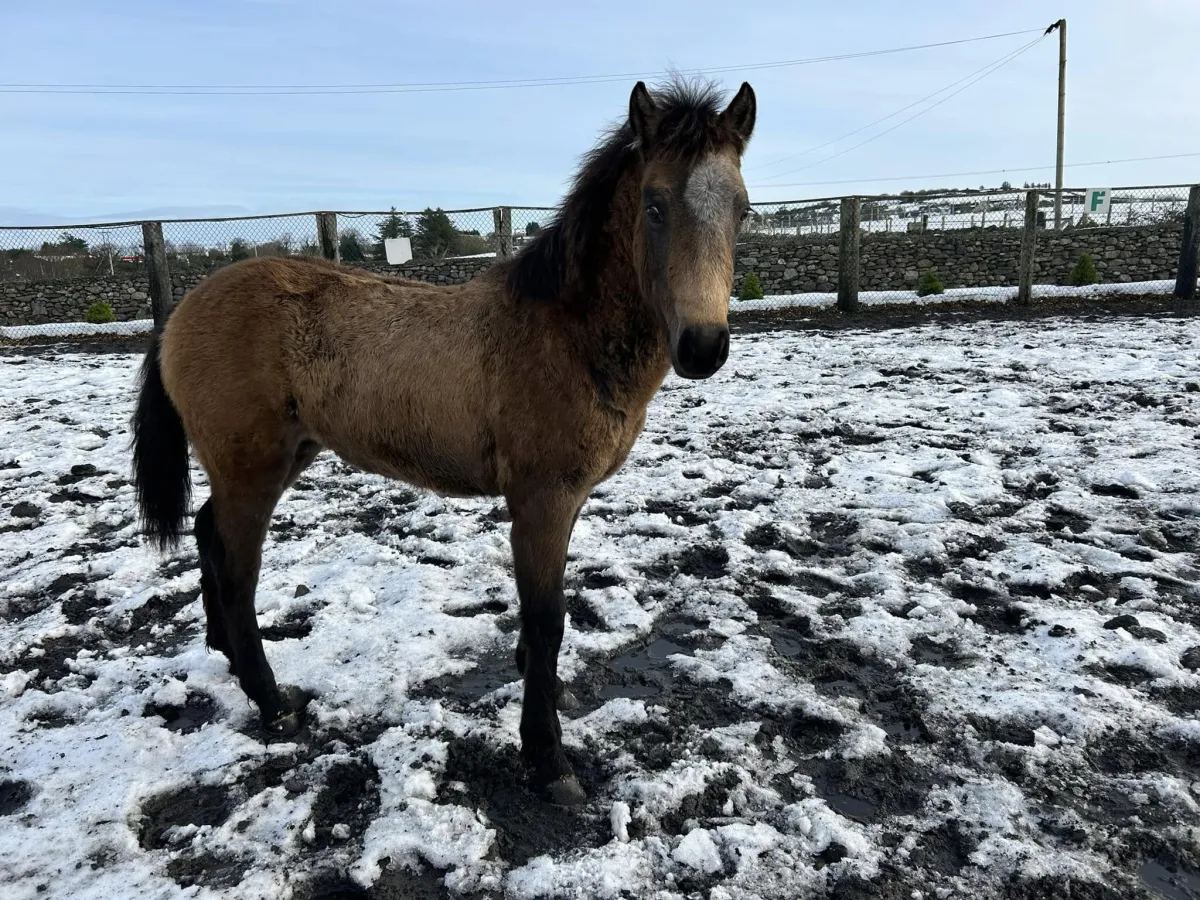 Brown horse standing on snowy ground