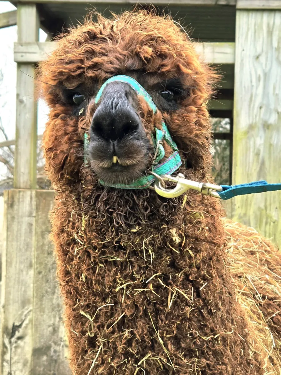 Close-up of a brown alpaca with a harness