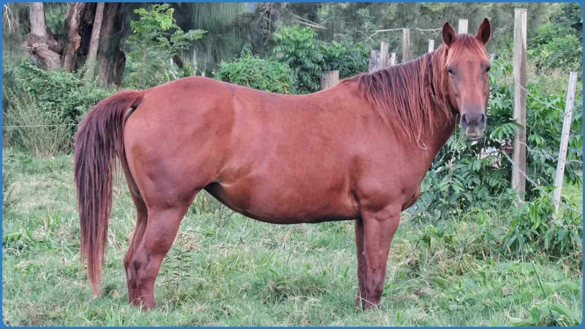 Brown horse standing in a grassy field