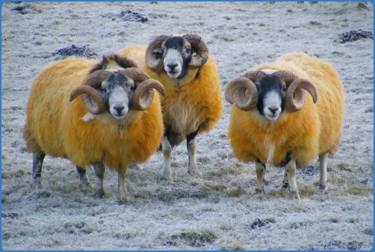 Three rams with thick wool coats standing on frosty grass