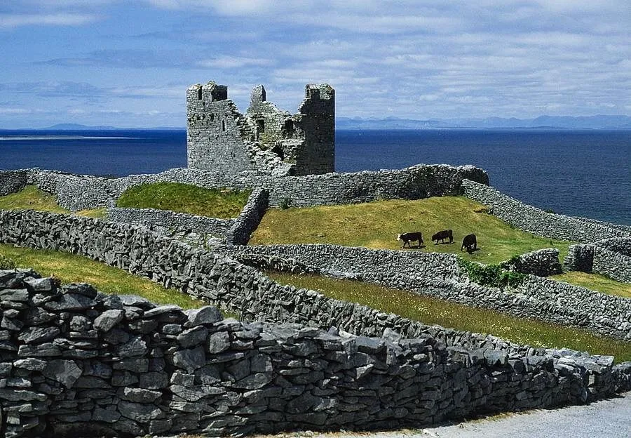 Ruined stone castle by the sea with grazing cows.