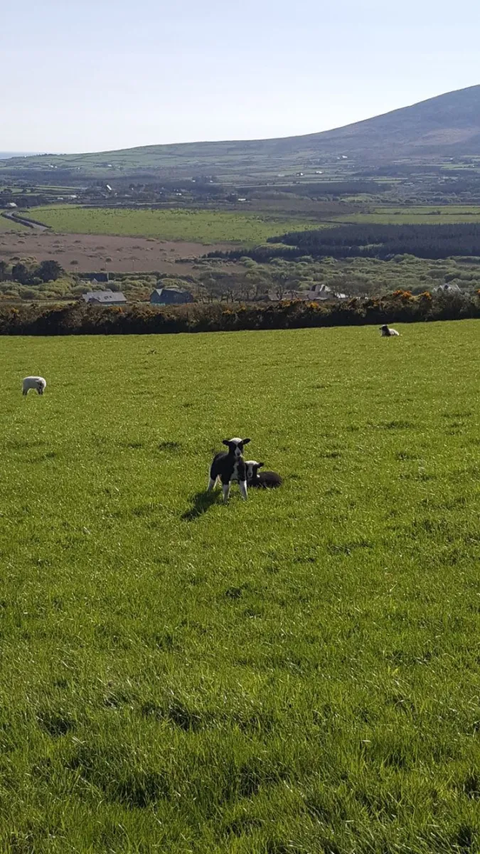 Sheep grazing in a green field with hills in the background.
