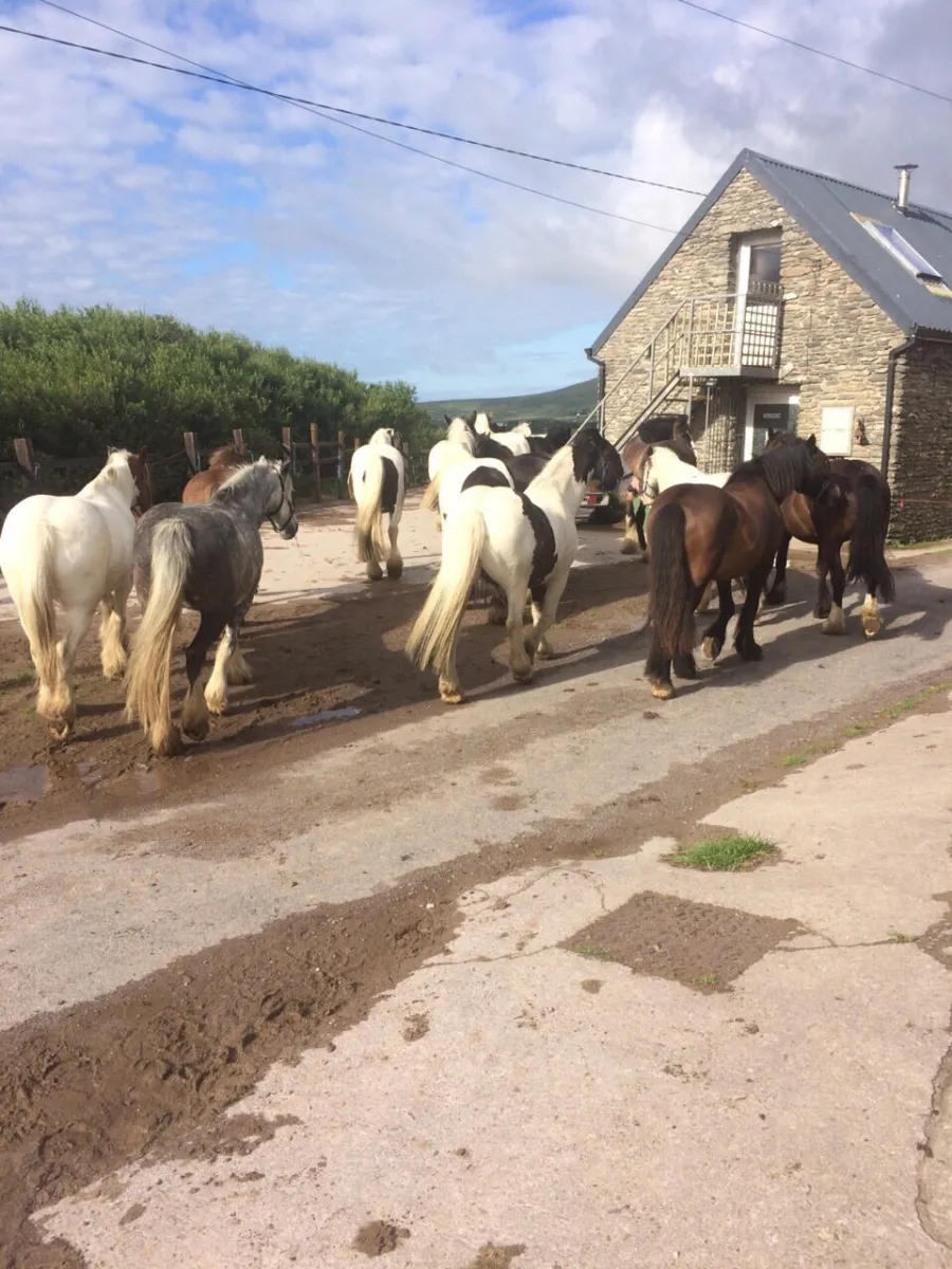 Group of horses walking near a stone building.