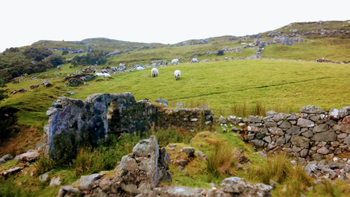 Sheep grazing on a grassy hillside with stone ruins