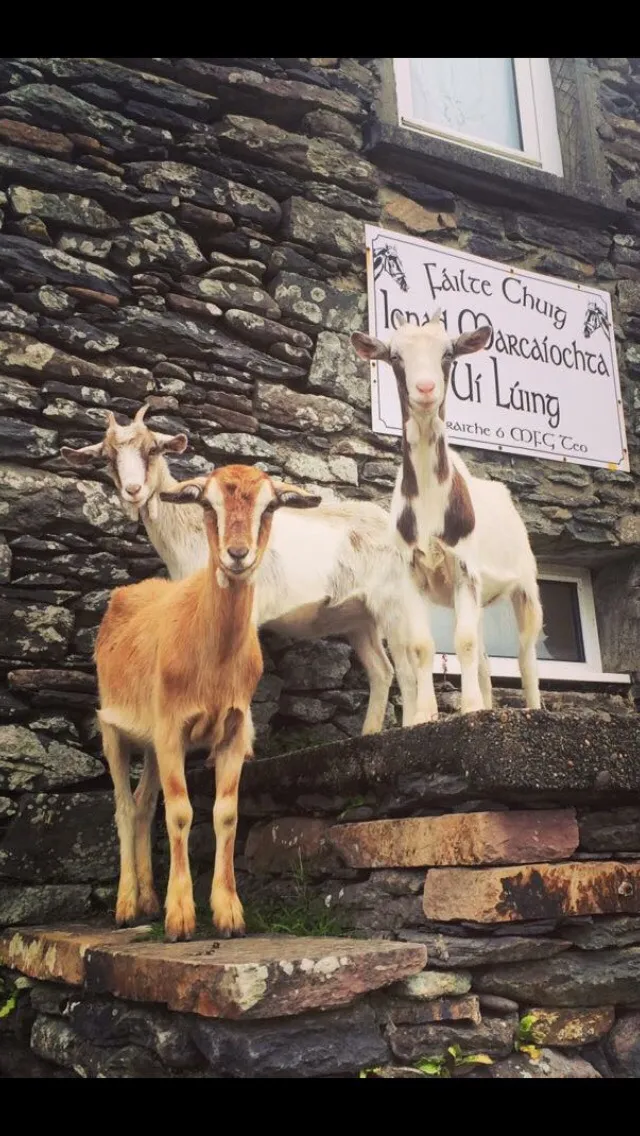 Three goats standing on stone steps