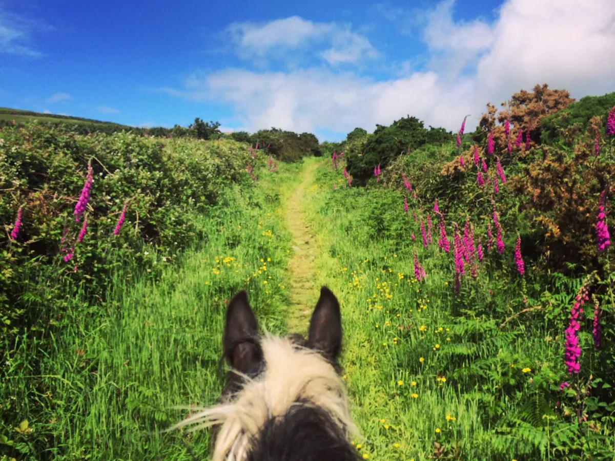 View from horseback on a flower-lined trail
