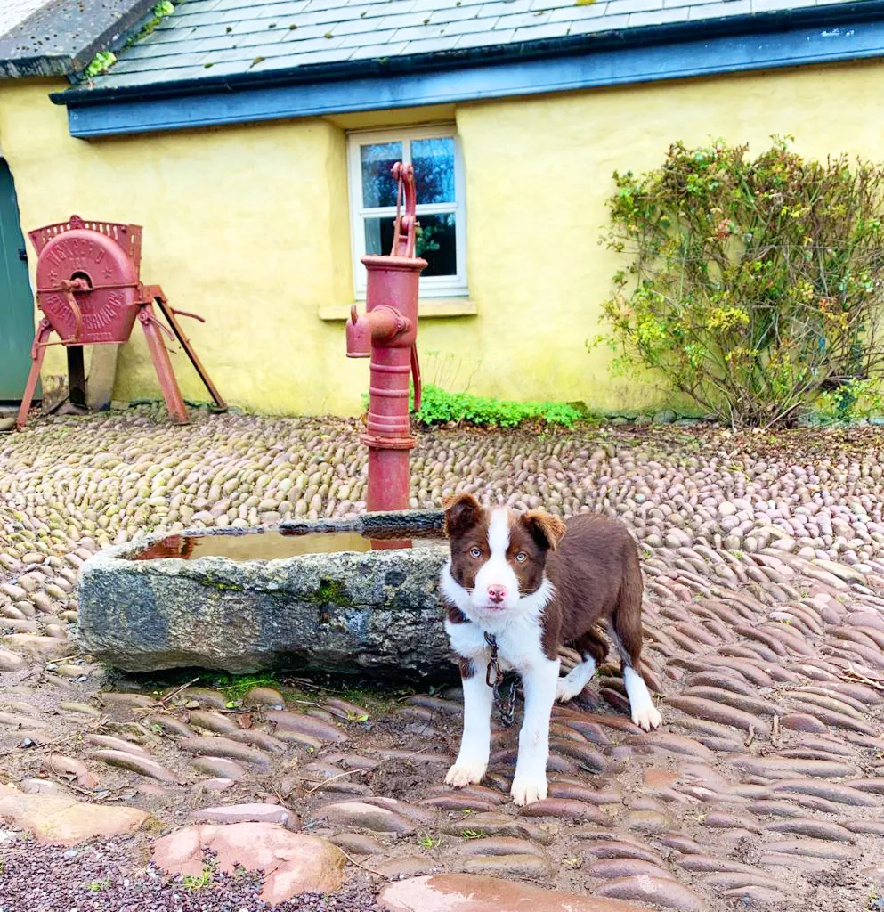 Brown and white dog by a red water pump