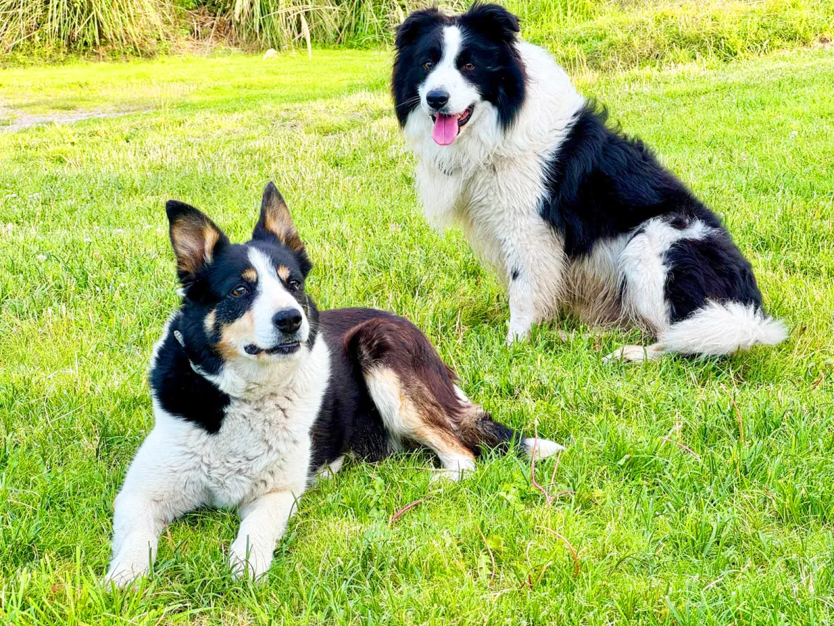 Two Border Collies sitting on grass