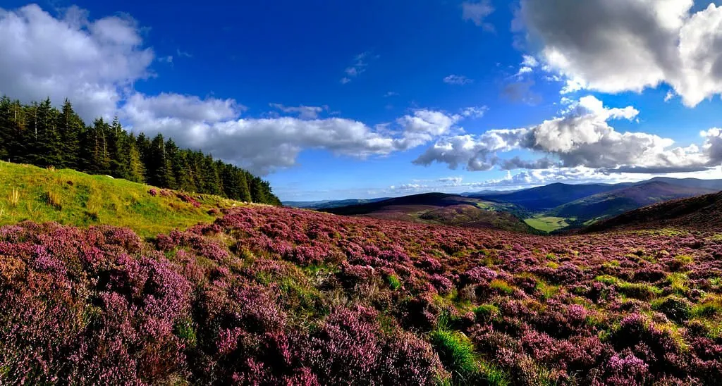 Scenic landscape with purple heather and hills.