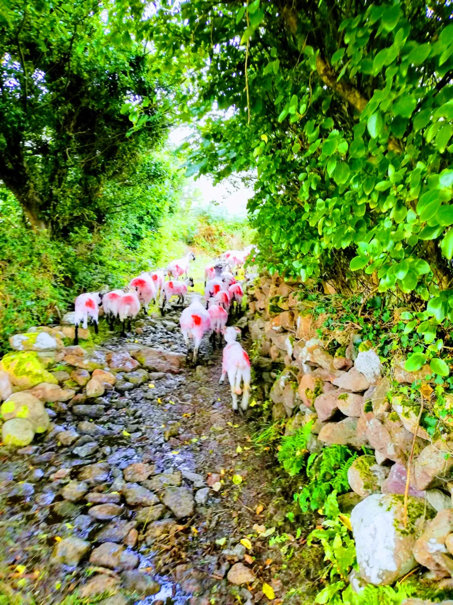 Sheep with red markings walking on a rocky path.