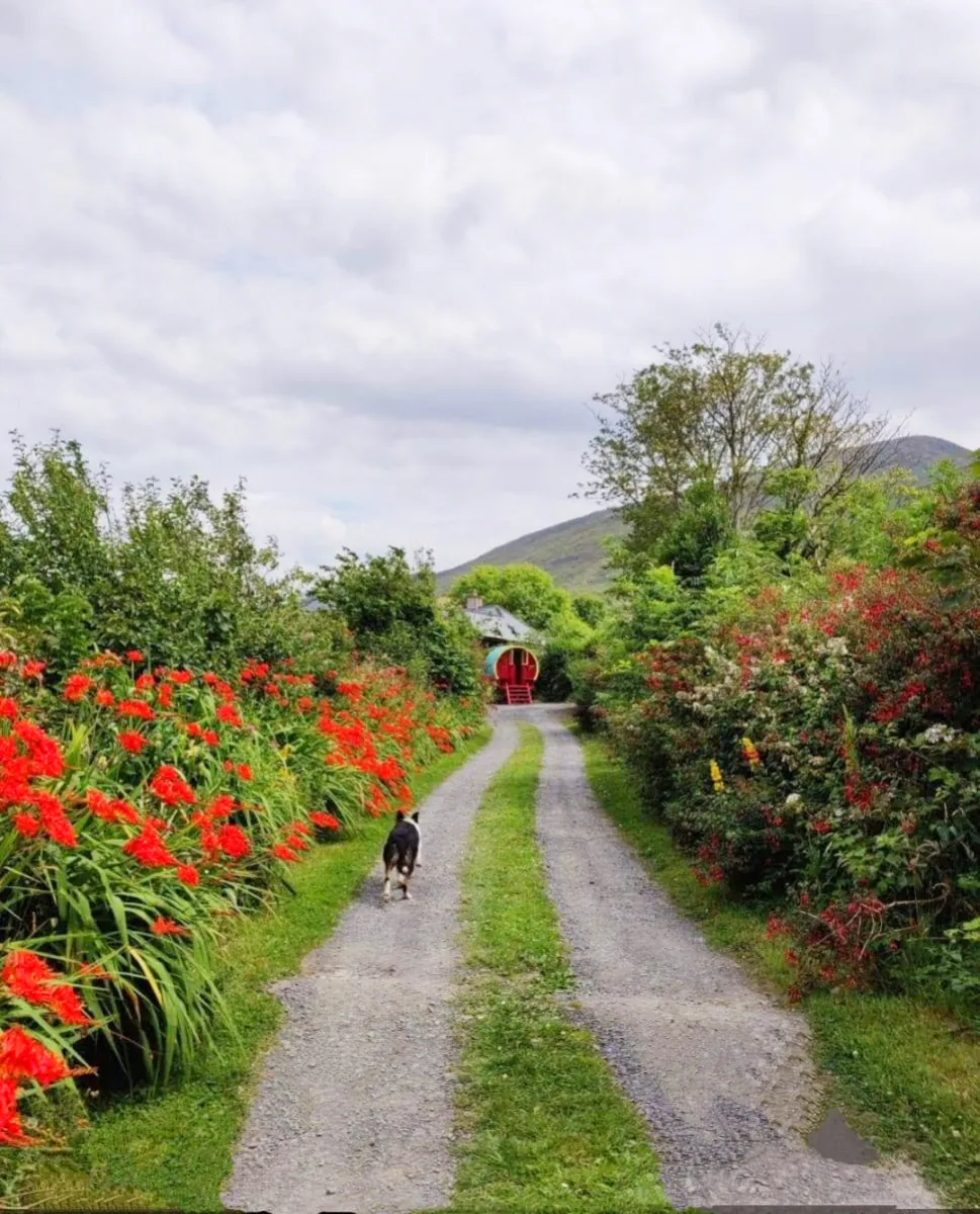 Dog walking on a path lined with red flowers towards a small house.